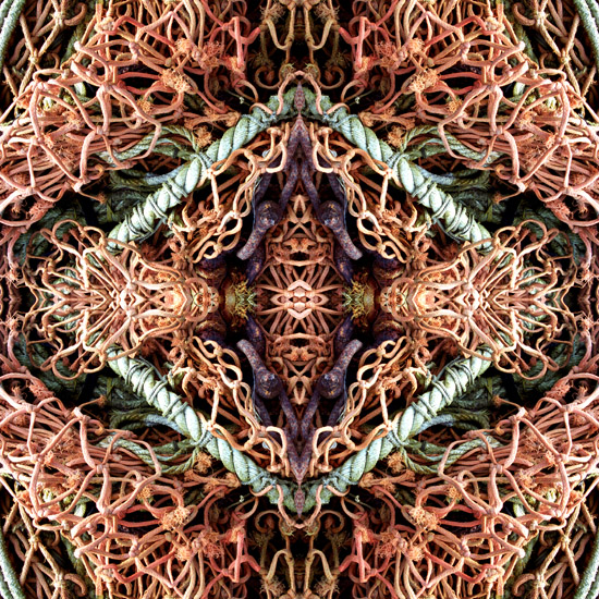 Braided Diamonds, 2010