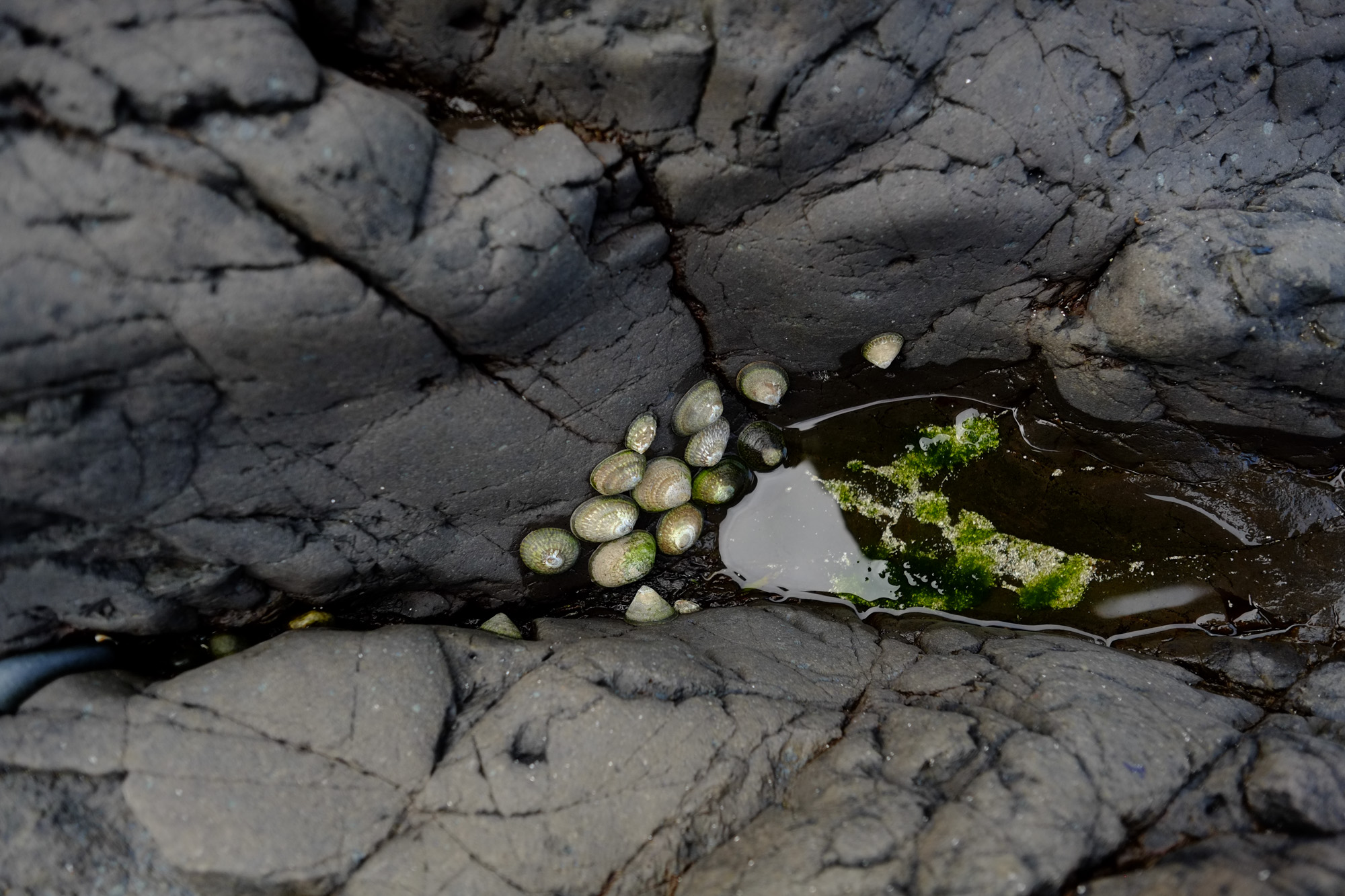 Limpids fill a tide pool amongst the rocks.