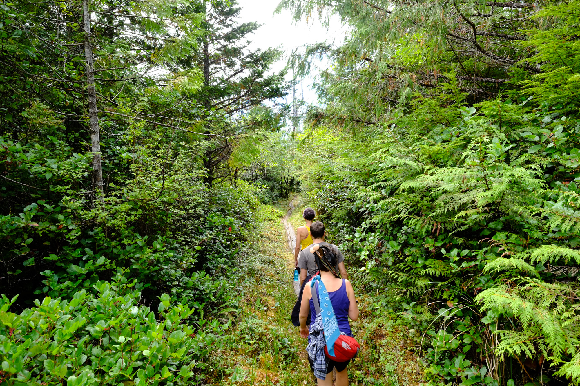 Hikers along a lush forest trail in BC.