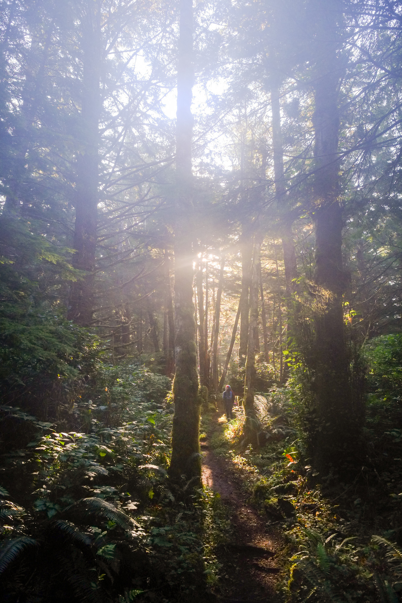 The forest is damp on the Cape Scott trail.